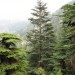 vous qui hurlez sur la montagne